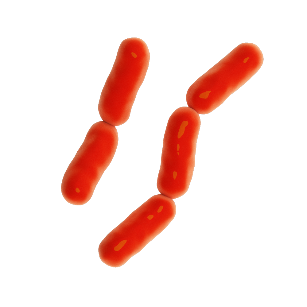 gram-negative-bacteria Gram negative bacteria