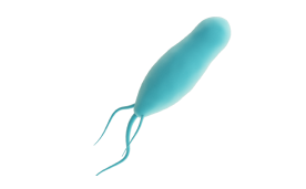Protozoa