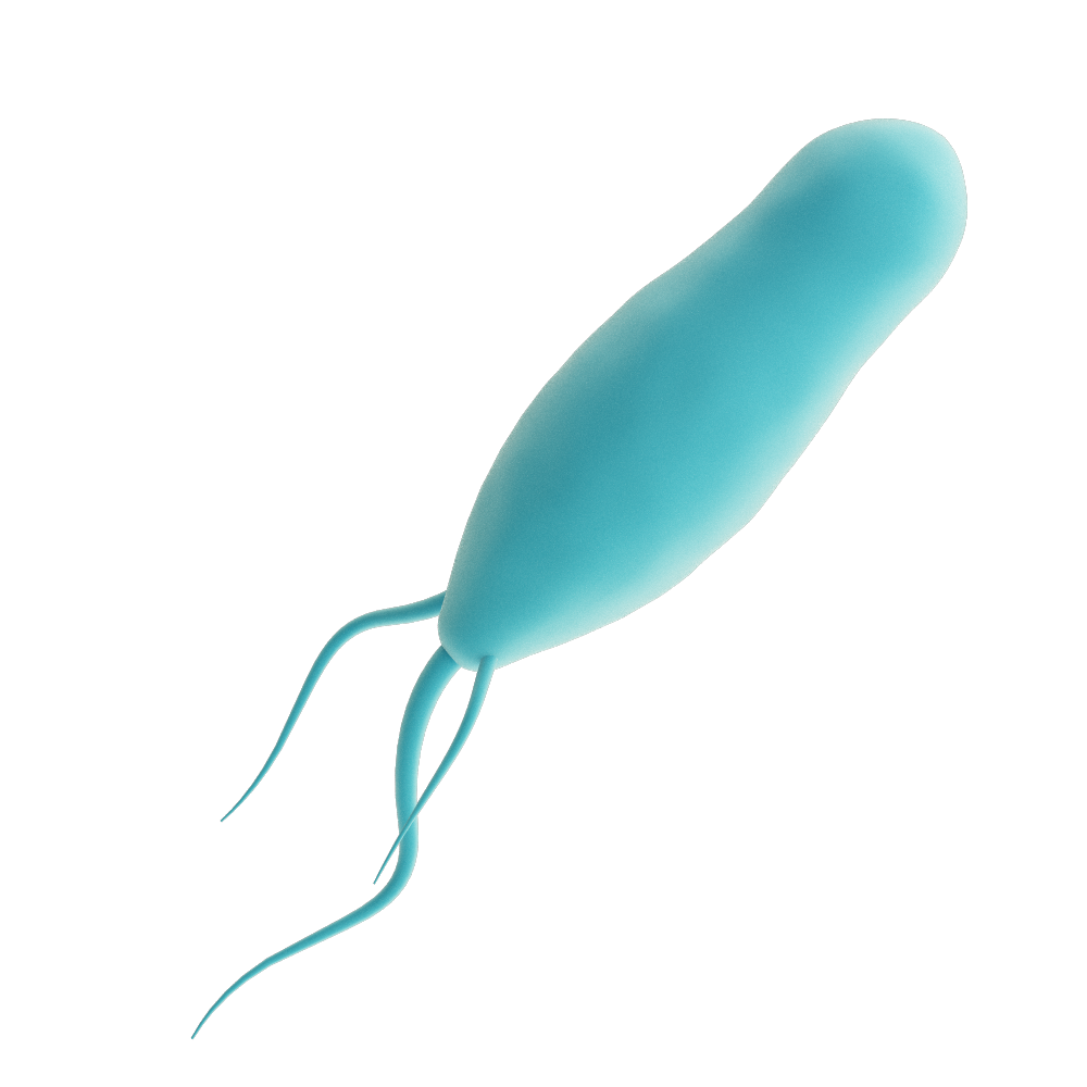 protozoa Protozoa