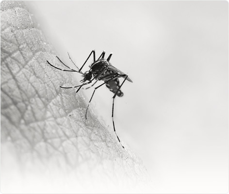mosquito-bite