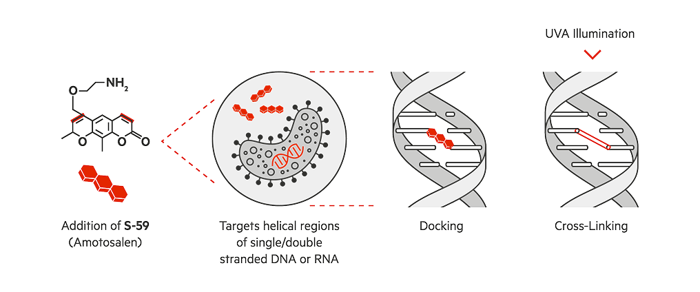 amotosalen-mode-of-action